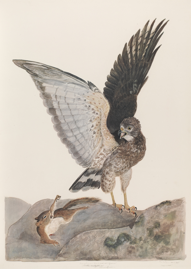 Broad-Winged Hawk (Buteo Platypterus) with Red Squirrel