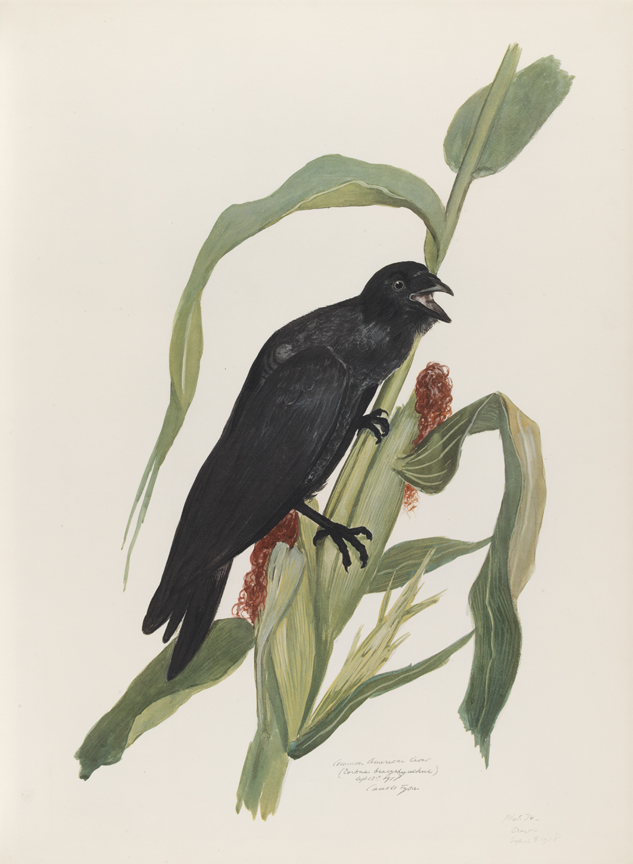 Common American Crow (Corbus Bracyrhynchus)