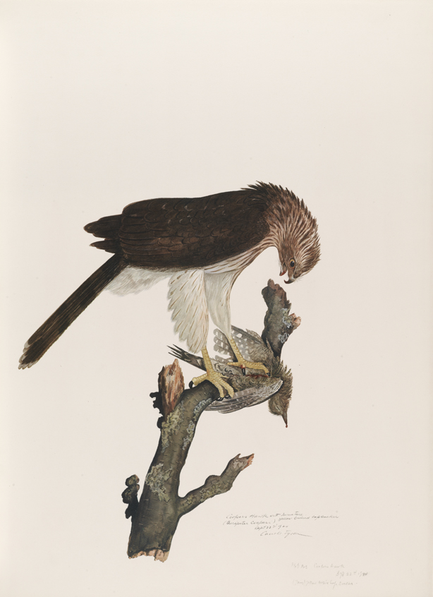 Coopers Hawk (Accipiter Cooperi) with Immature Yellow Bellied Sapsucker