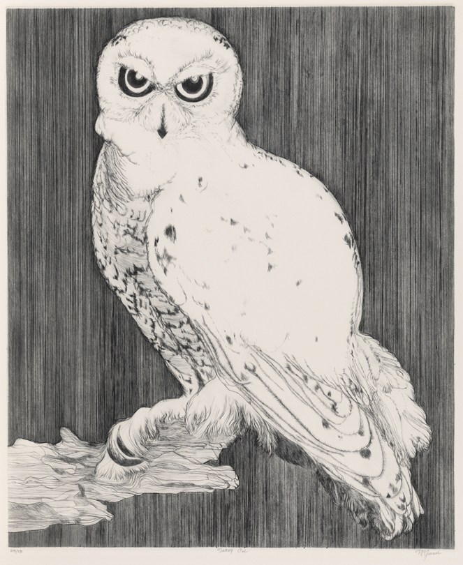 Snowy Owl
