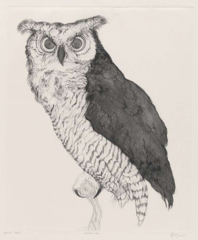 Horned Owl