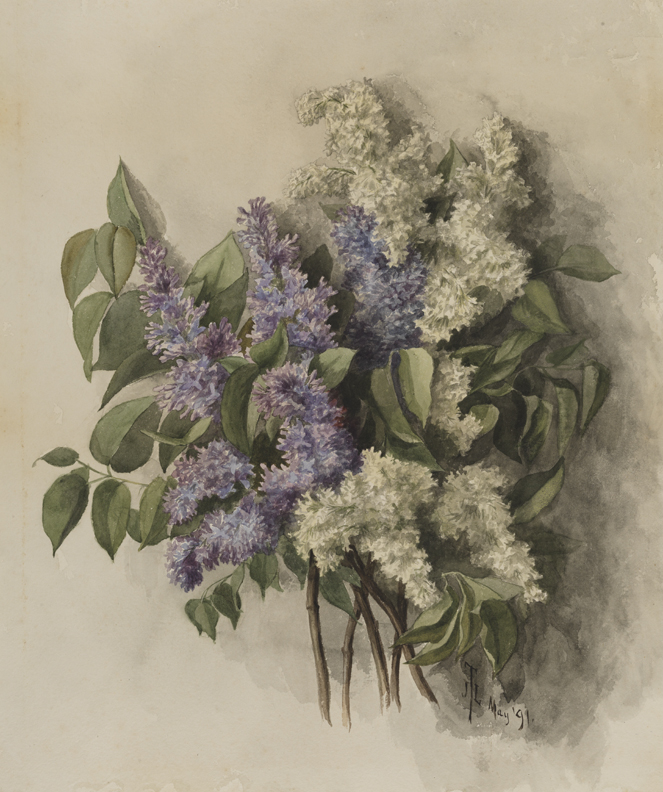 [Purple and white lilacs]