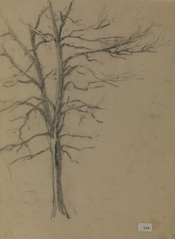[Tree studies] recto and verso