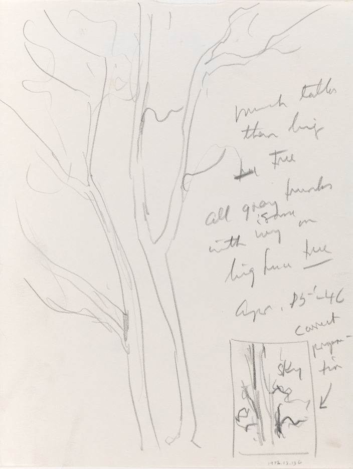 [Mepkin Plantaion: tree study]