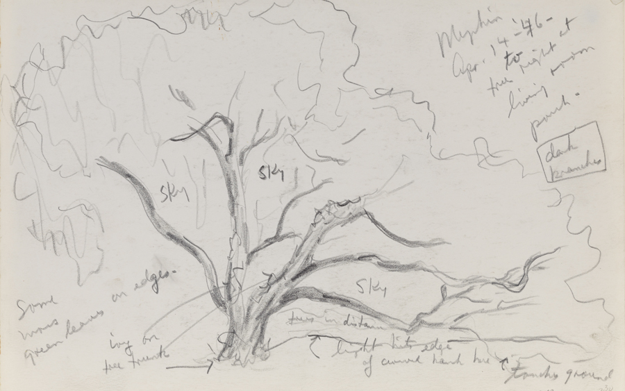 Mepkin (Plantation: Tree study)