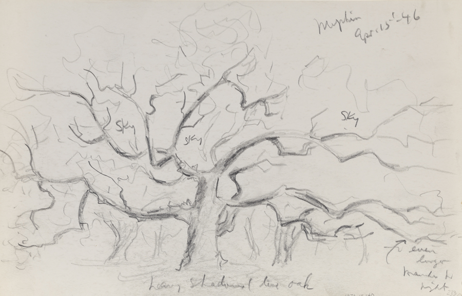 [Mepkin Plantation: tree study]