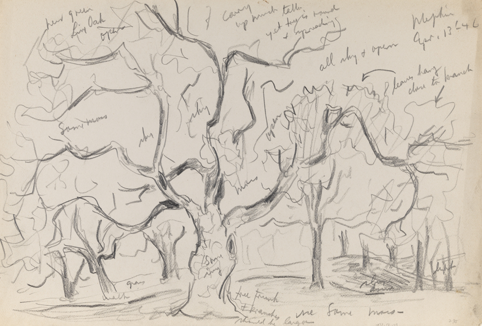 Mepkin (Plantation: tree study)