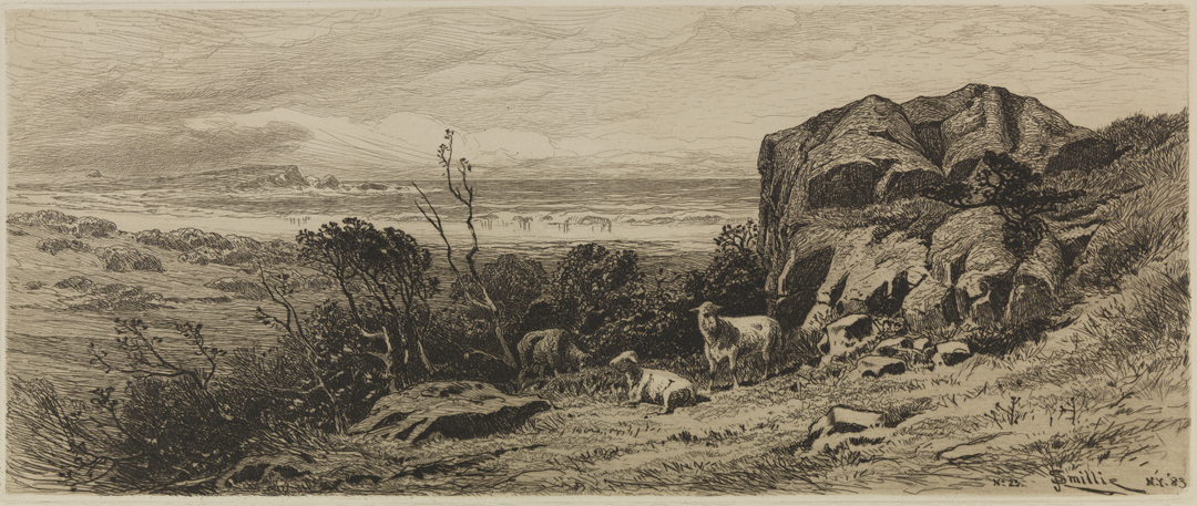 [Sheep by a Rocky Shore]