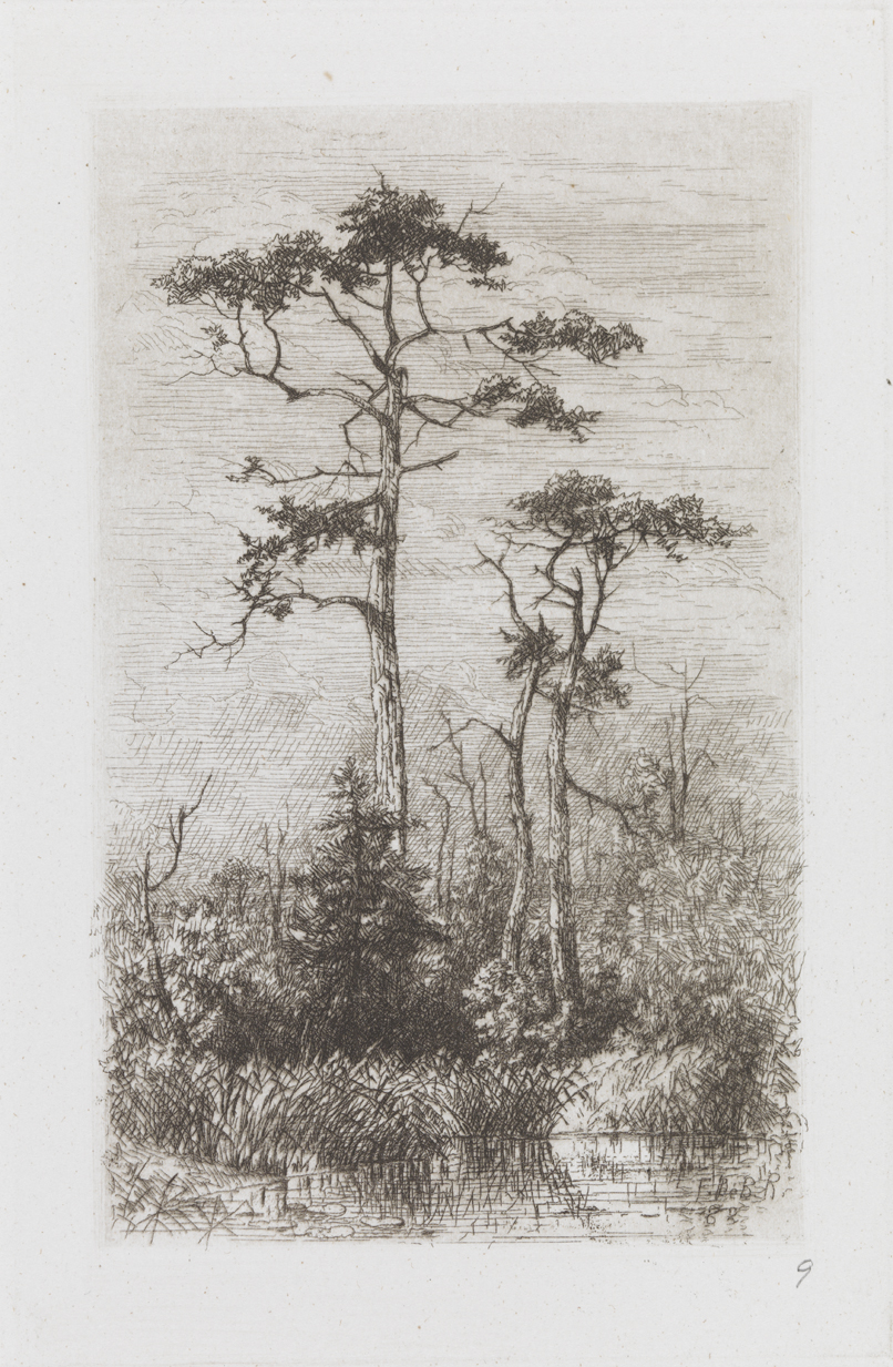 Cedars at Anglesea, N. J.