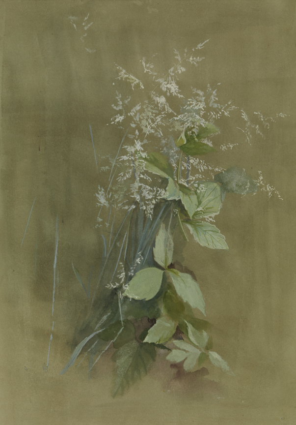 [Grass and poison ivy]