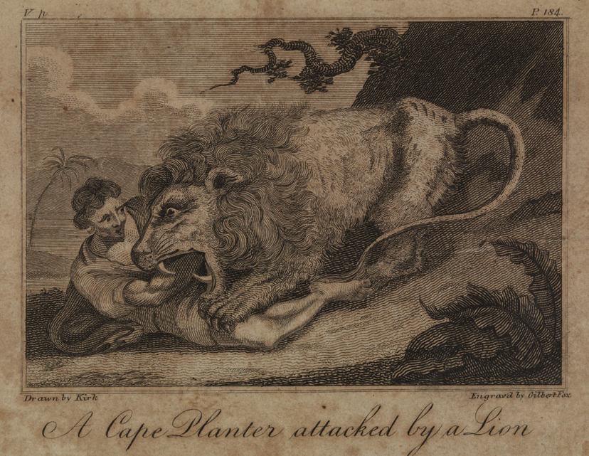 A Cape Planter Attacked by a Lion