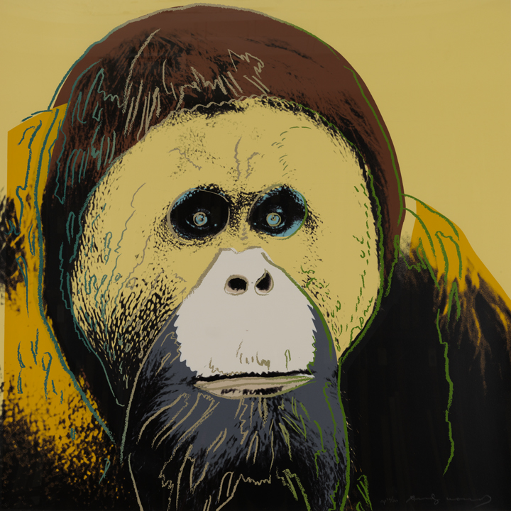 Endangered Species: Orangutan