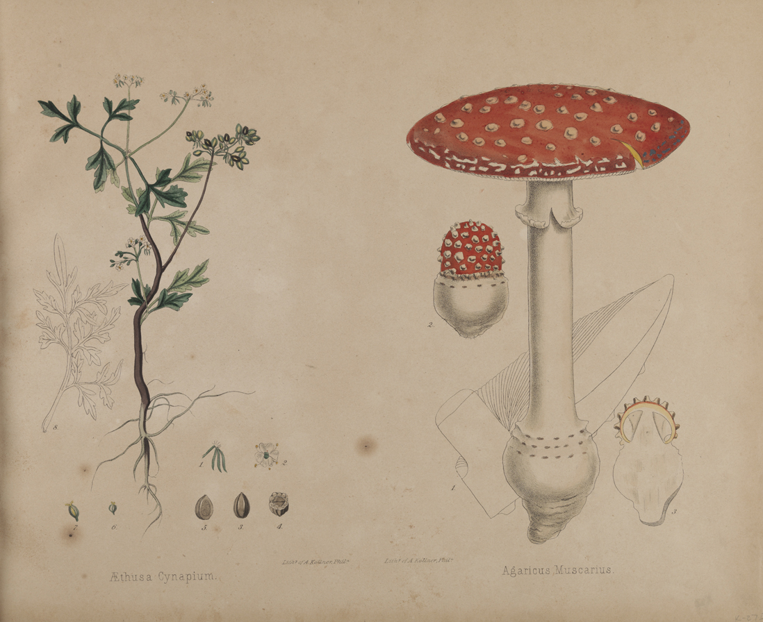 Aethusa Cynapium Agaricus Muscarius [botanical illustrations]
