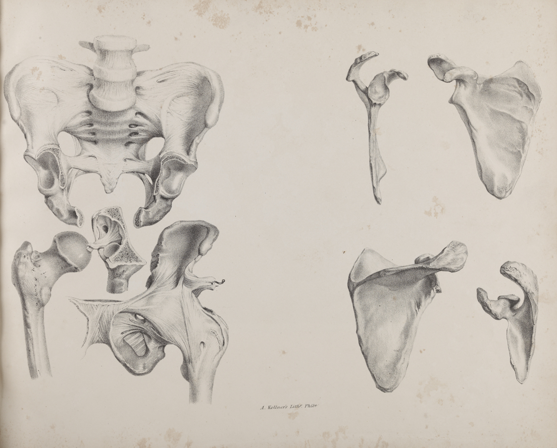 [Anotomical studies or medical illustrations]