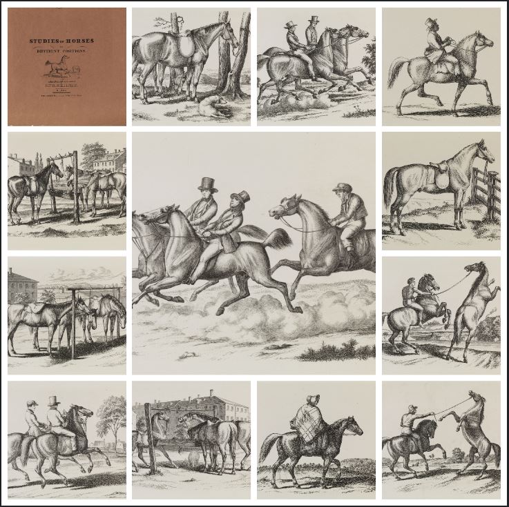 Studies of Horses in Different Positions