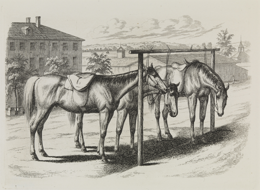 [Three hitched horses at Washington D. C.]