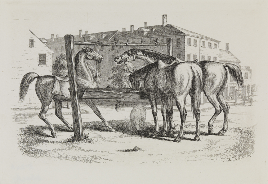 [Three hitched horses at a Philadelphia water trough]