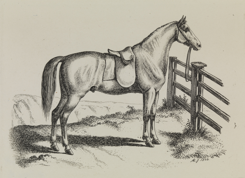 [Horse hitched to fence]