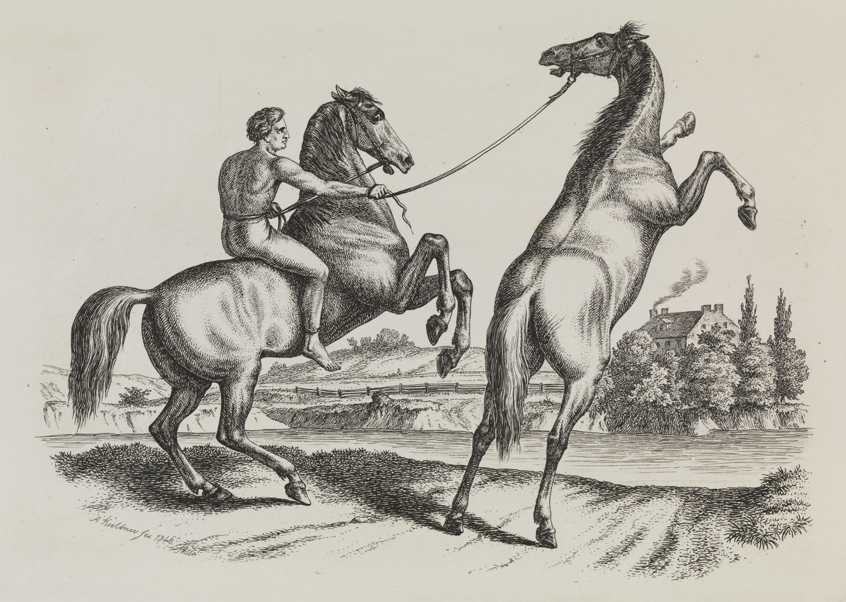 [Man guiding rearing horse]