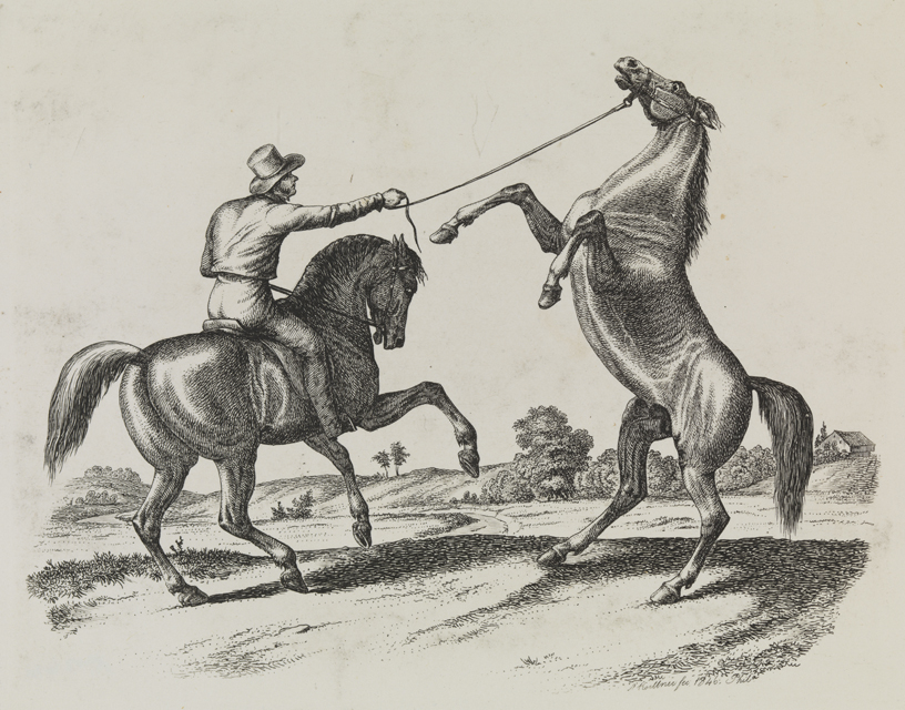 [Man training horse]