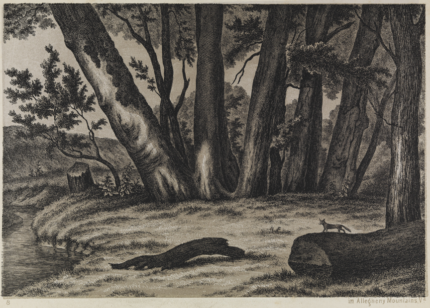 In Allegheny Mountains