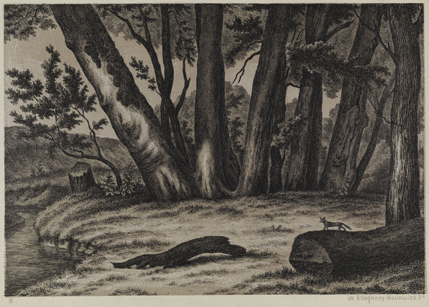 In Allegheny Mountains