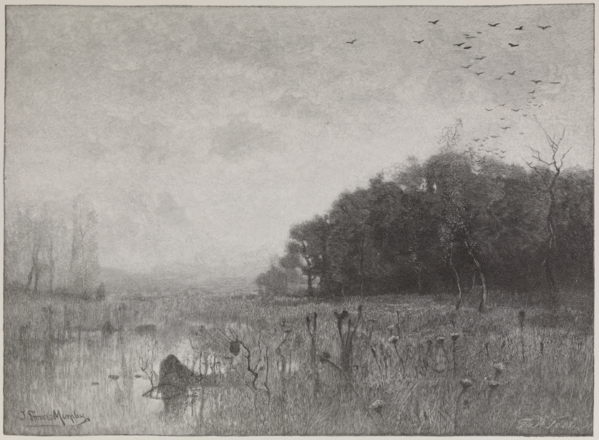 [Swamp Landscape]