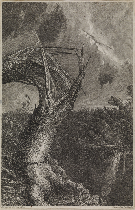 Tree Struck by Lightening