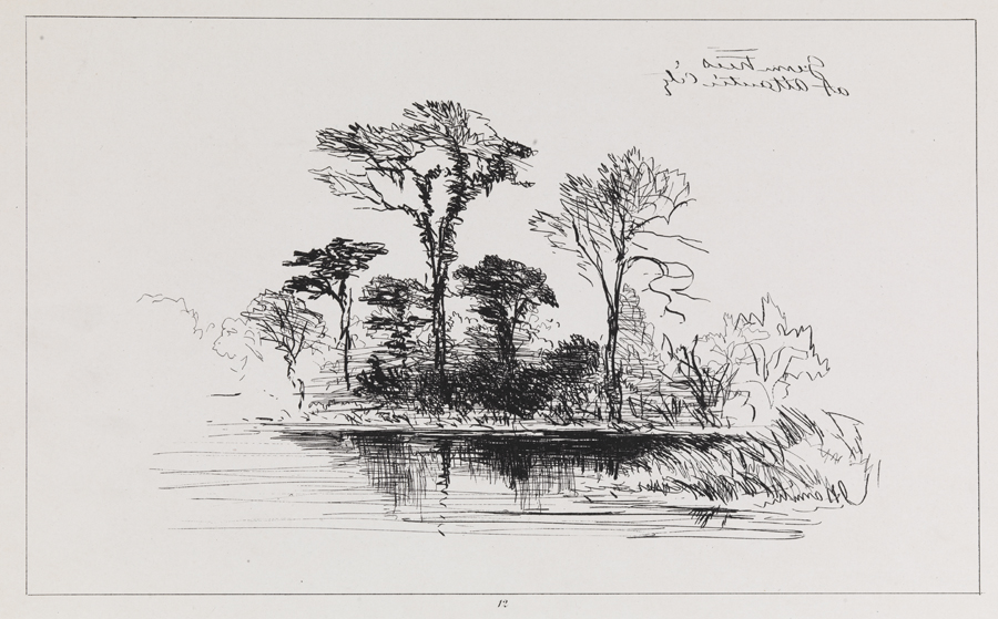 [Gums trees at Atlantic City]