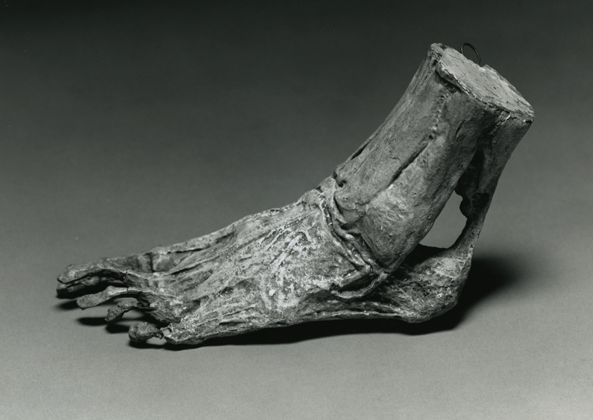Anatomical Cast of Left Foot