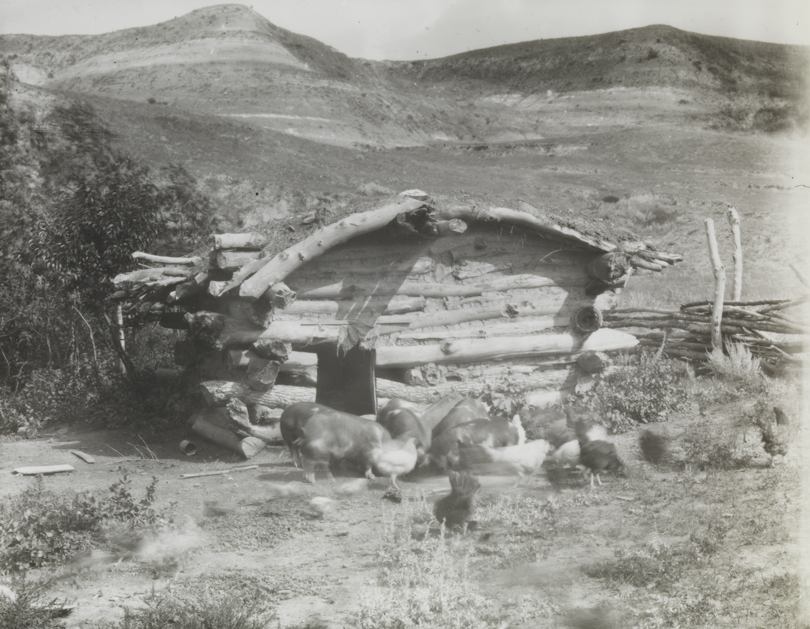 Hogs and chickens at BT Ranch