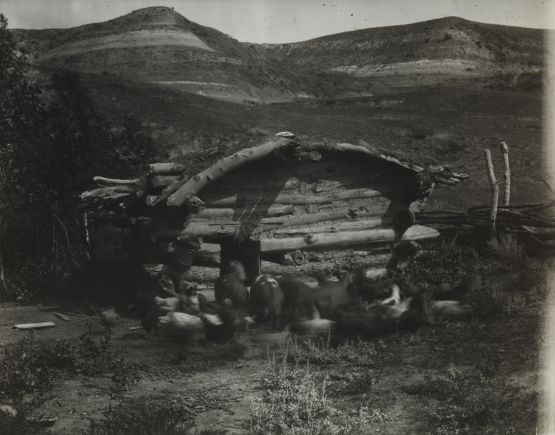 Hogs and chickens at BT Ranch