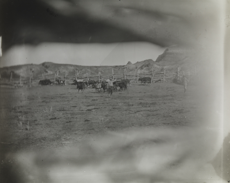Cattle in corral at BT Ranch