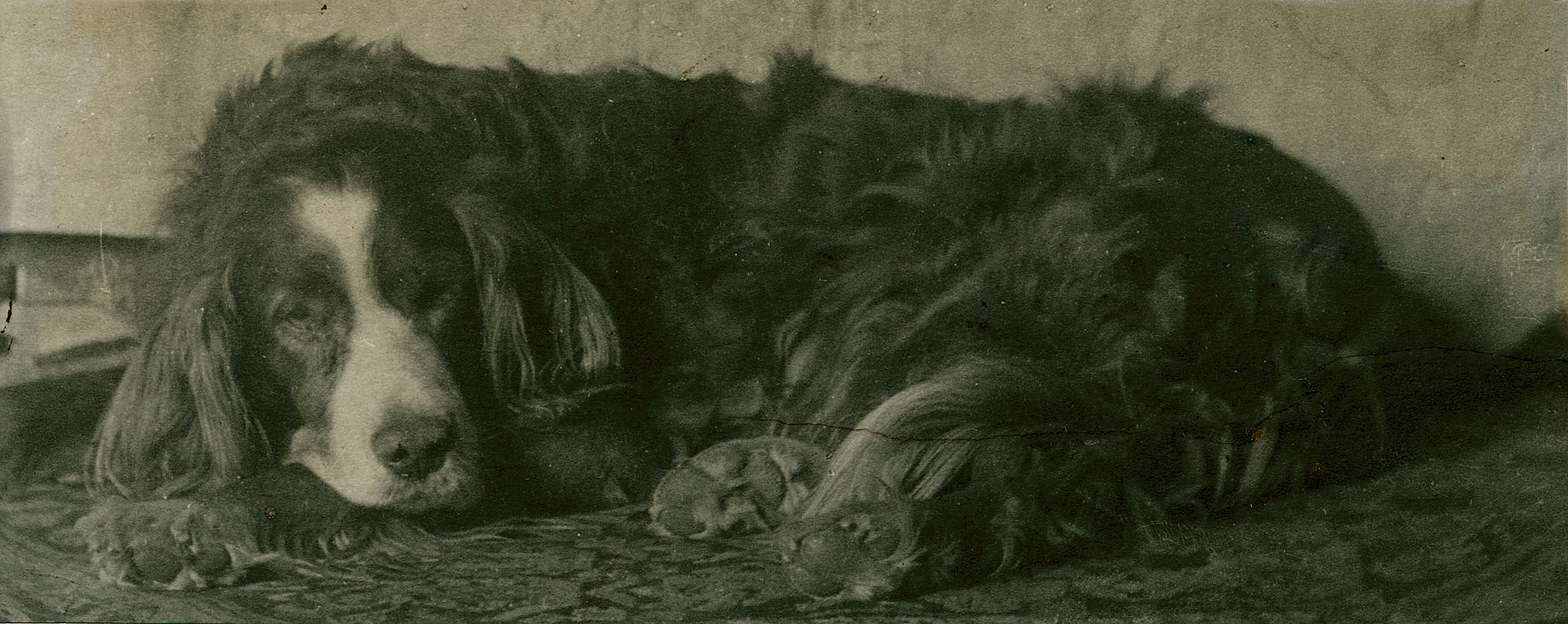 Thomas Eakins's setter Harry on carpet