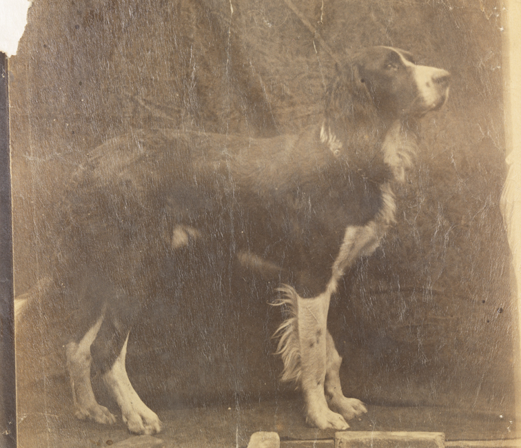 Setter with four white legs, facing right, in front of dark backdrop