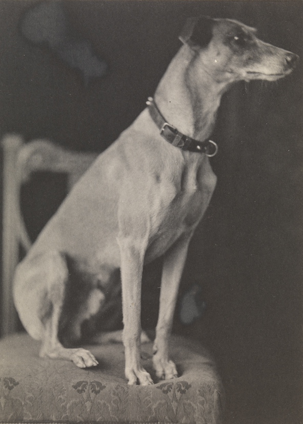 Short-haired hound on upholstered chair