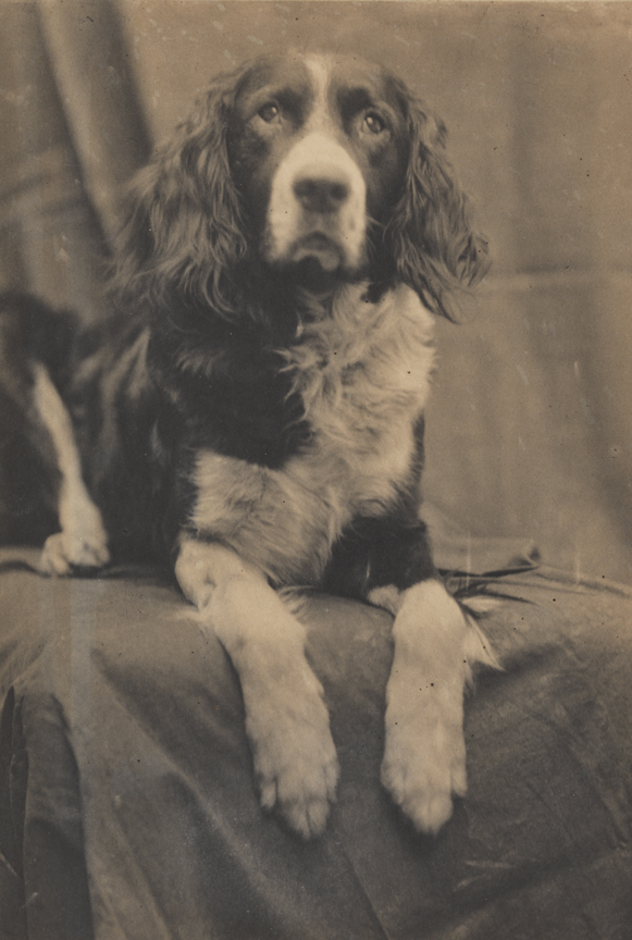 Setter with four white legs, sitting on draped platform