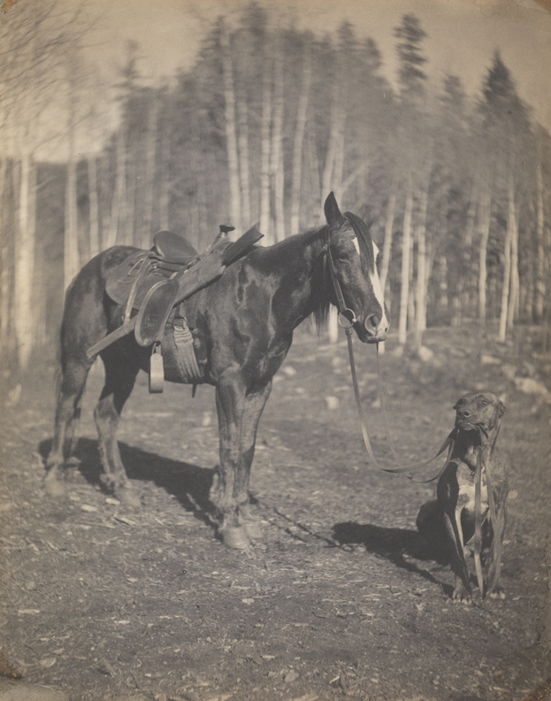 Dog and pony in Dakota Territory