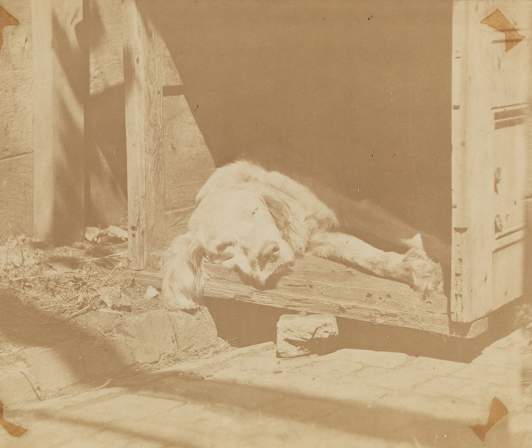 Setter dog sleeping in packing crate
