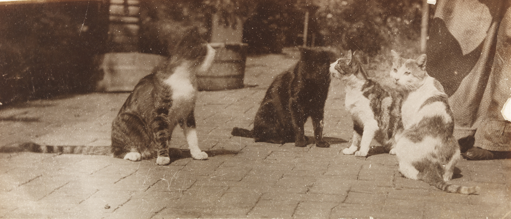 Susan Macdowell and cats in yard of the family home at 1729 Mount Vernon Street, Philadelphia