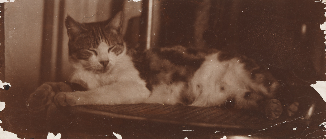 Cat sleeping on caned chair
