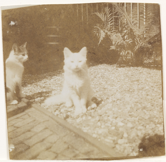 Two kittens in yard