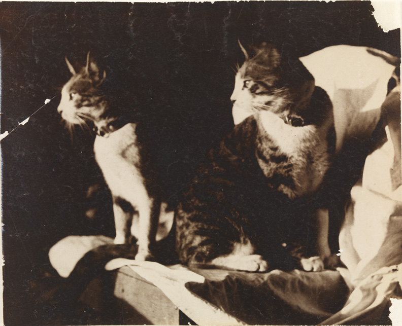 Two tiger-striped cats on draped boxes