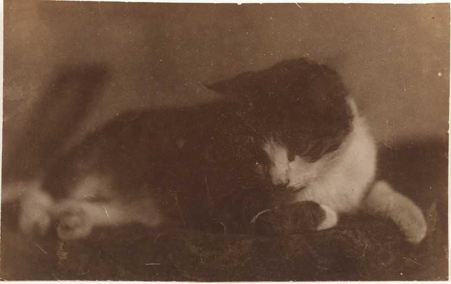 Cat on carpeted table, looking down