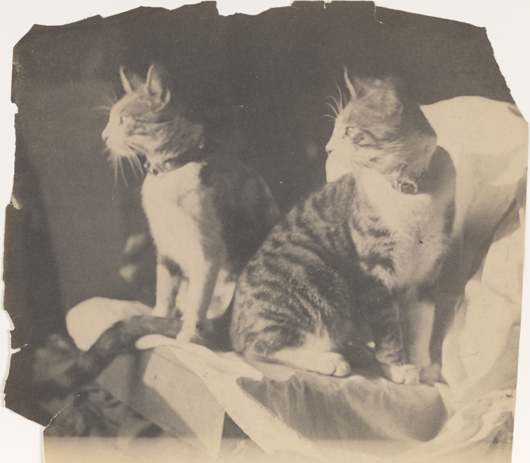 Two tiger-striped cats on draped boxes