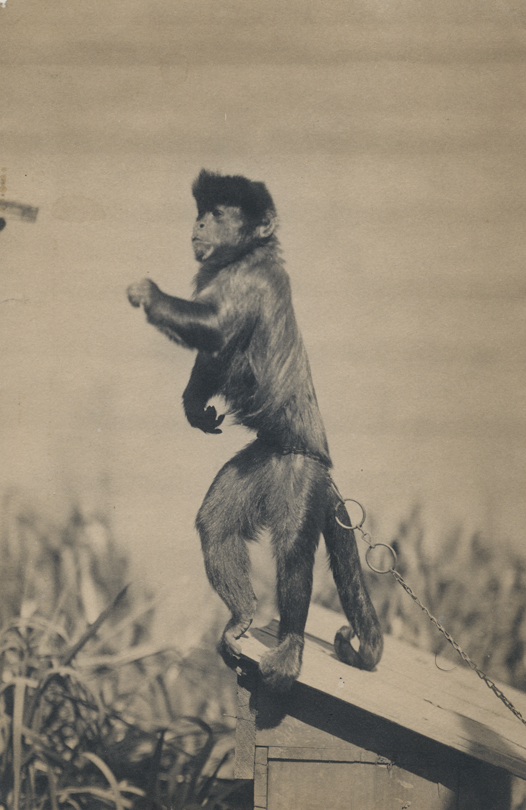Thomas Eakins's monkey Bobby