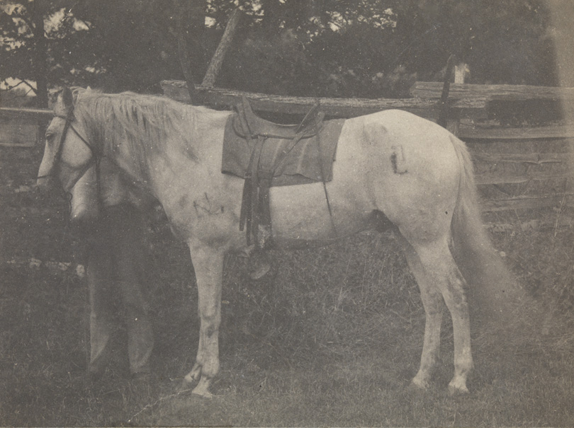 Thomas Eakins's horse Billy, saddled, facing left; man standing behind