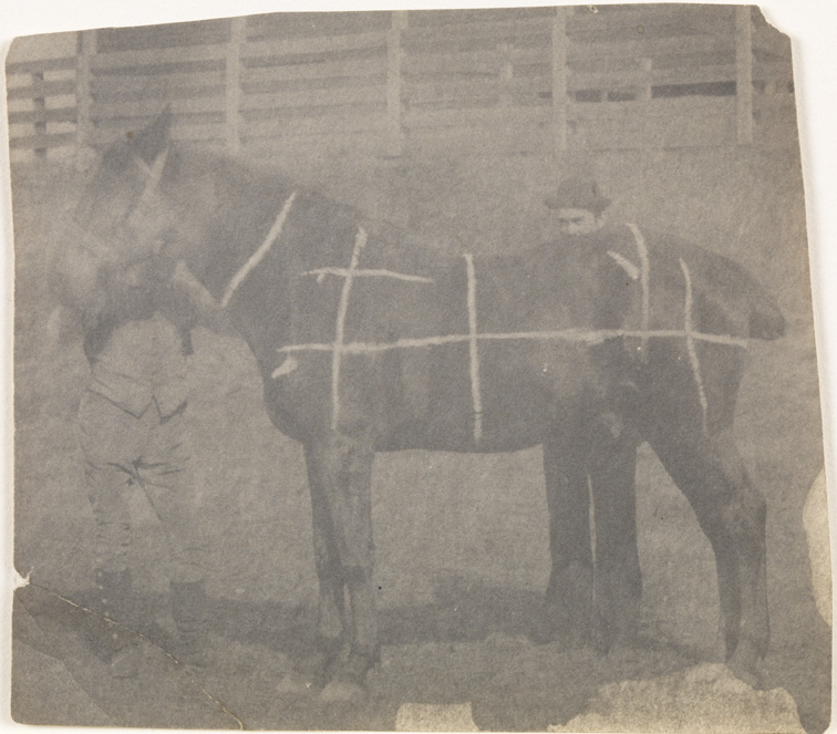 Horse (chalk grid drawn on body), facing left