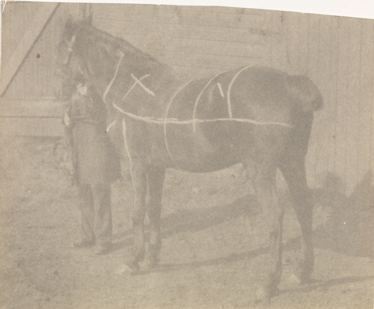 Horse (chalk grid drawn on body), facing left diagonally