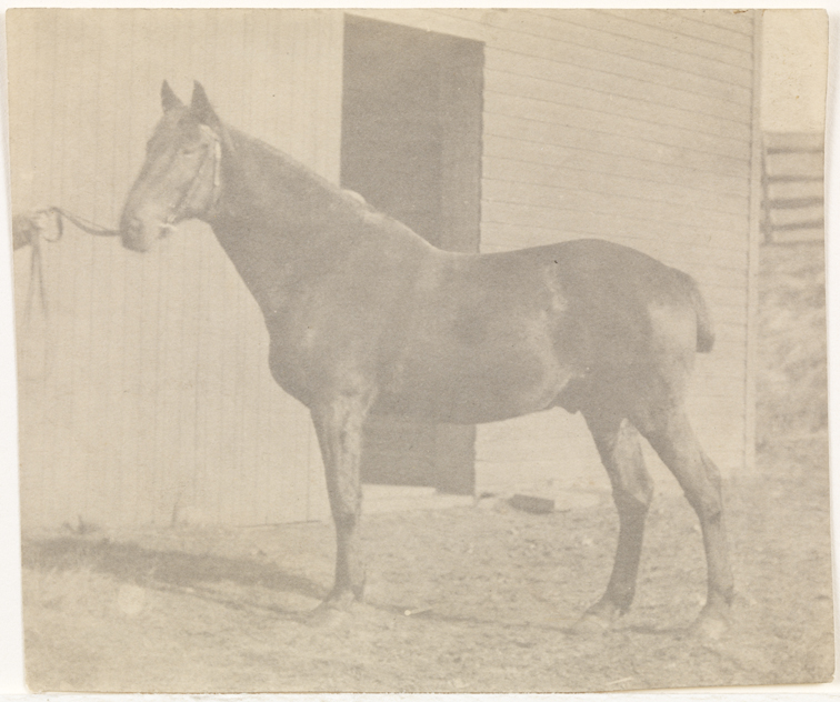 Horse outside stable
